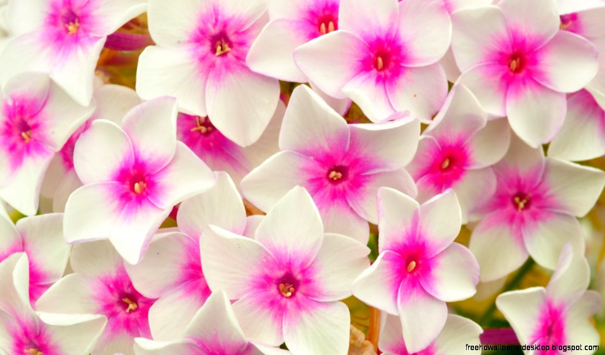 Download HD Phlox Flowers White And Pink Petals Wallpaper Download HD Phlox Flowers White And Pink Petals Wallpaper