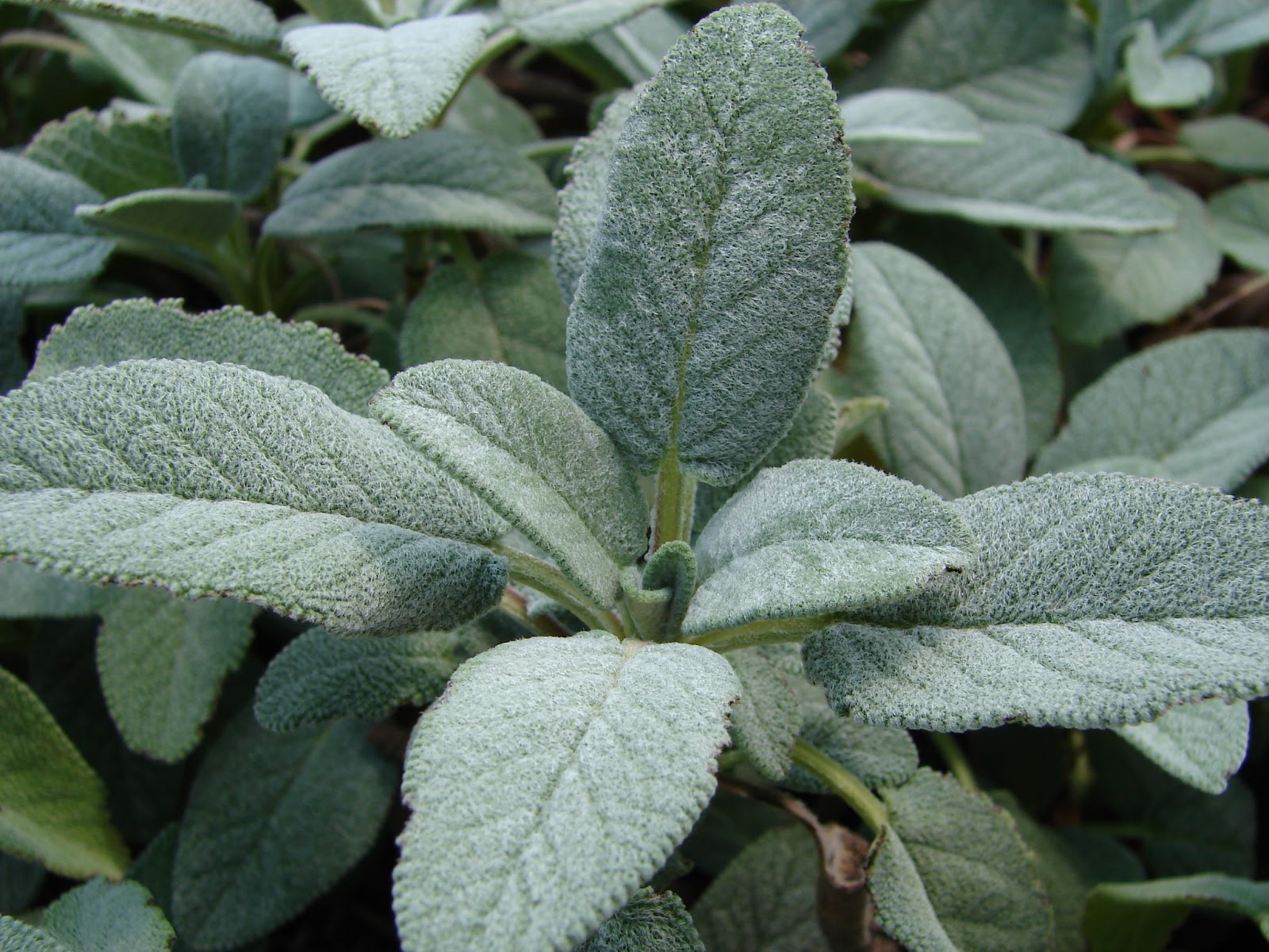 New Utah Gardener Should I Cut Back My Perennials In The Fall?