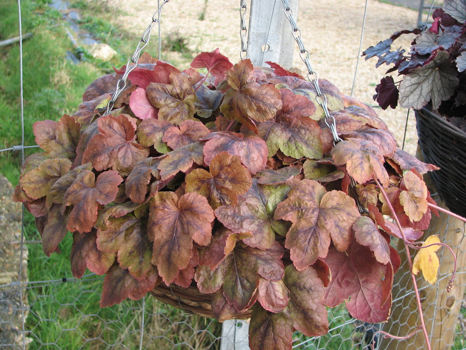 Heucheraholics Fantastic Winter Hanging Baskets