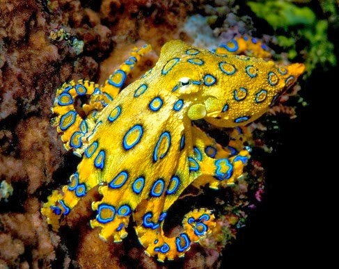 AVEEK- Blogs: The Blue Ringed Octopus