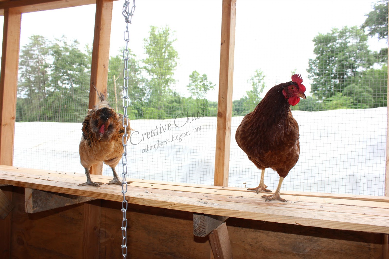 Creative Chaos Coop Upgrade