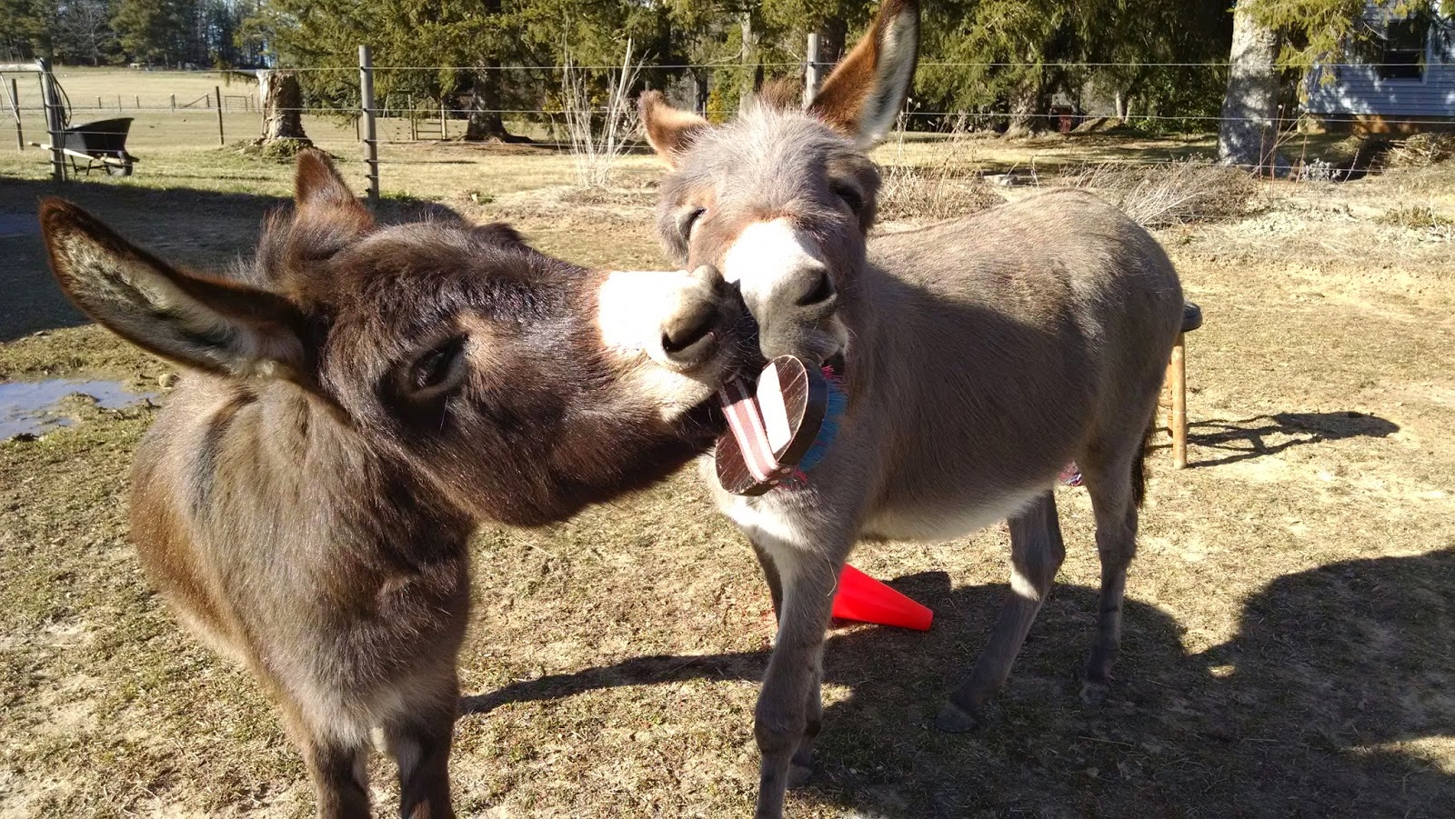 Our Tiny Farm in Western NC Pictures of Our MiniDonkeys