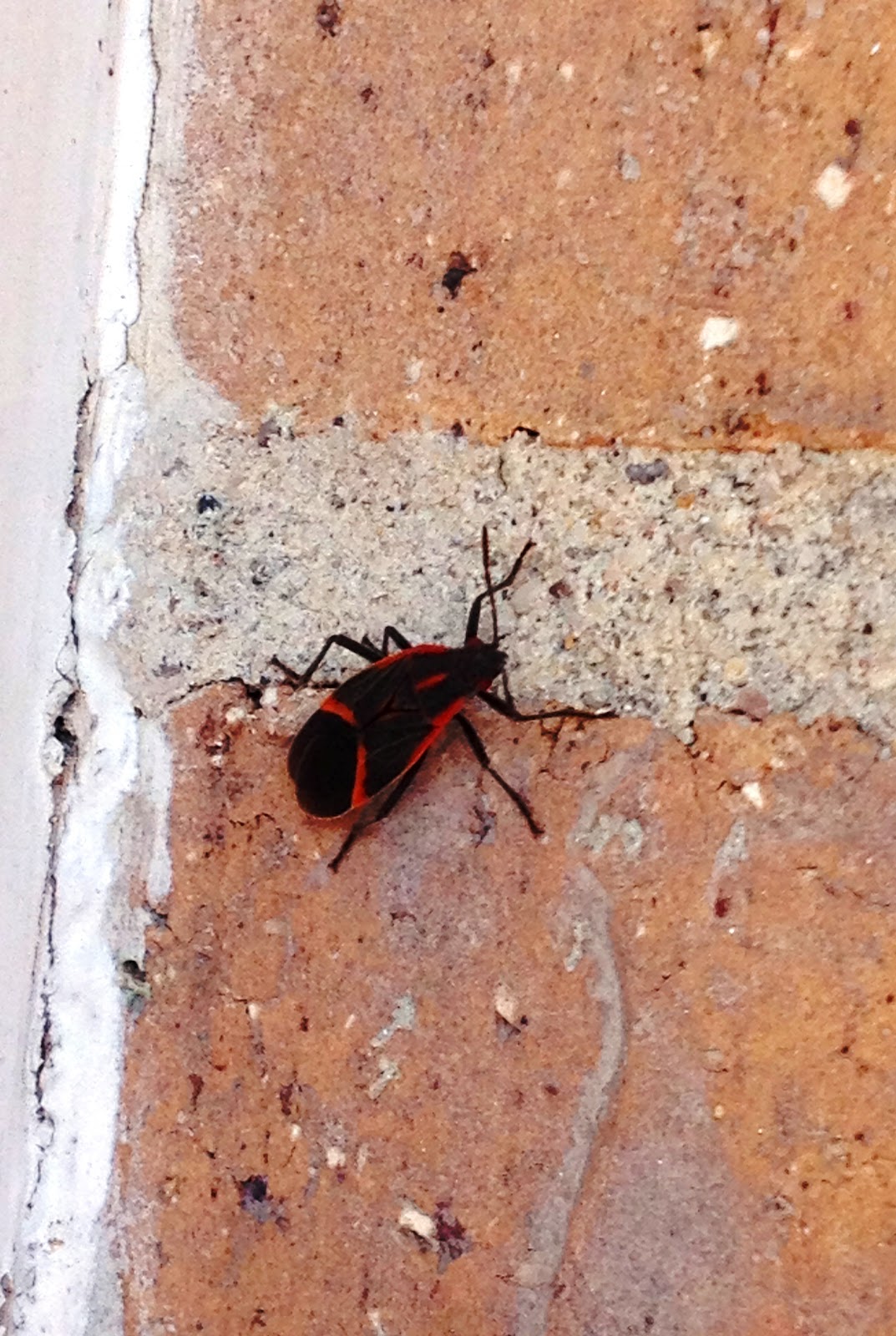 Adventures Box Elder Bugs the story of an infestation