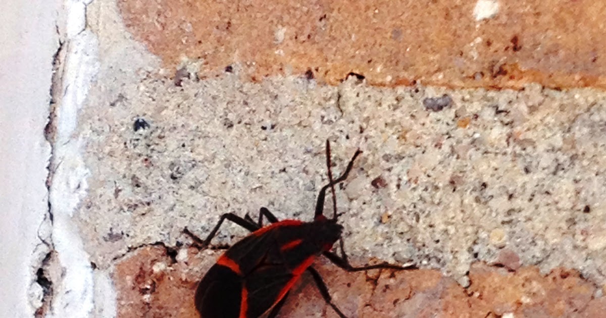 Adventures Box Elder Bugs the story of an infestation