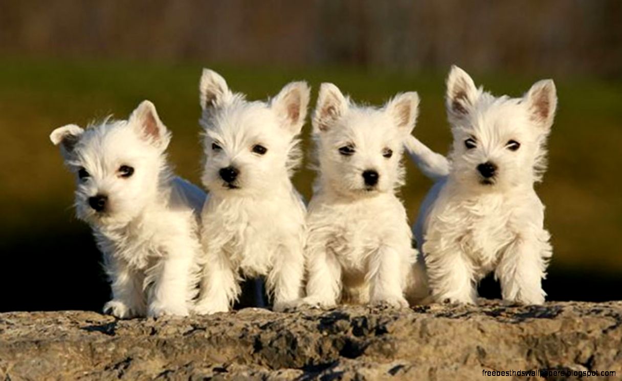 West Highland White Terrier Puppies West Highland White Terrier Puppies