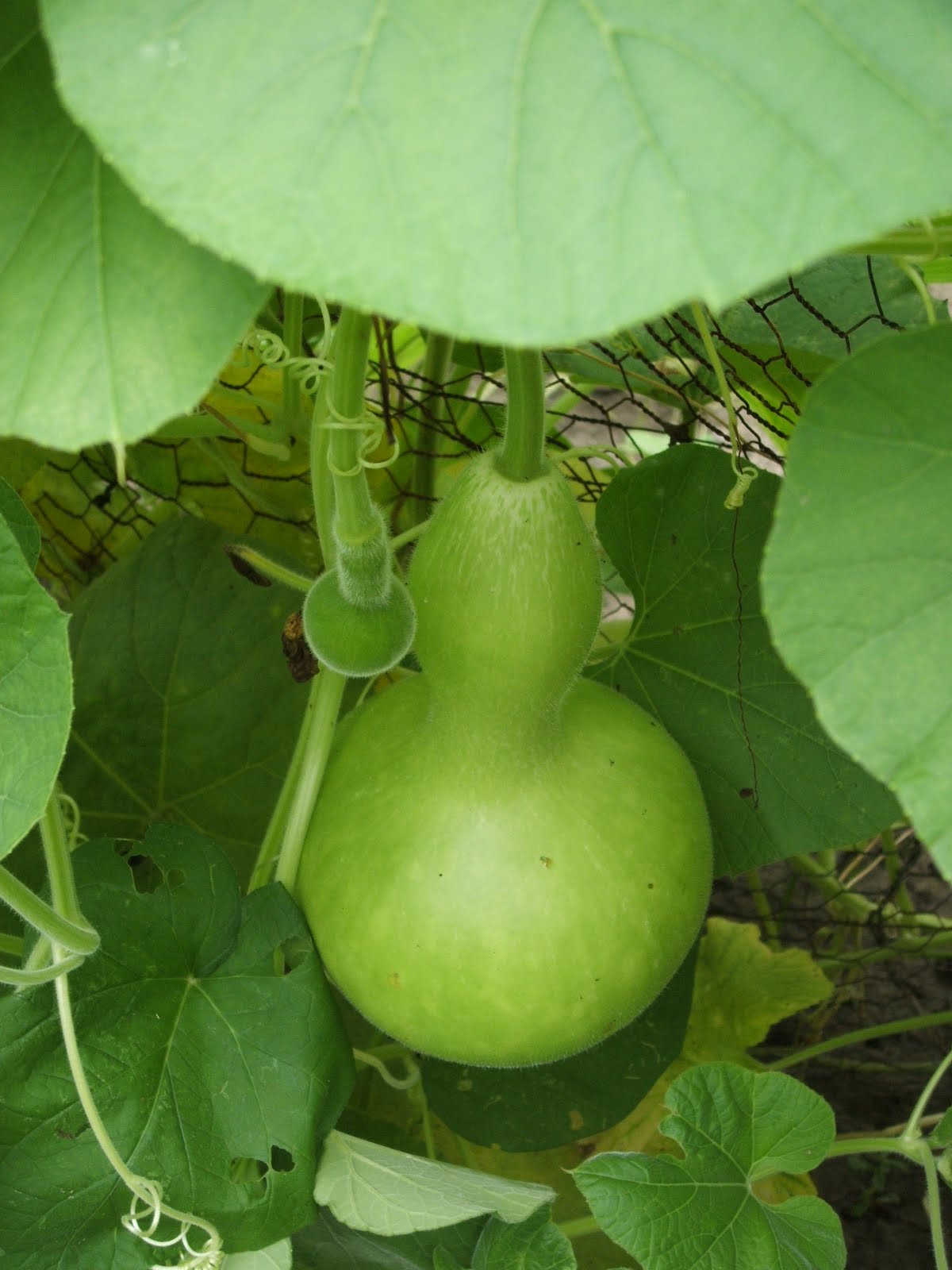 Gourdonville Growing Gourds