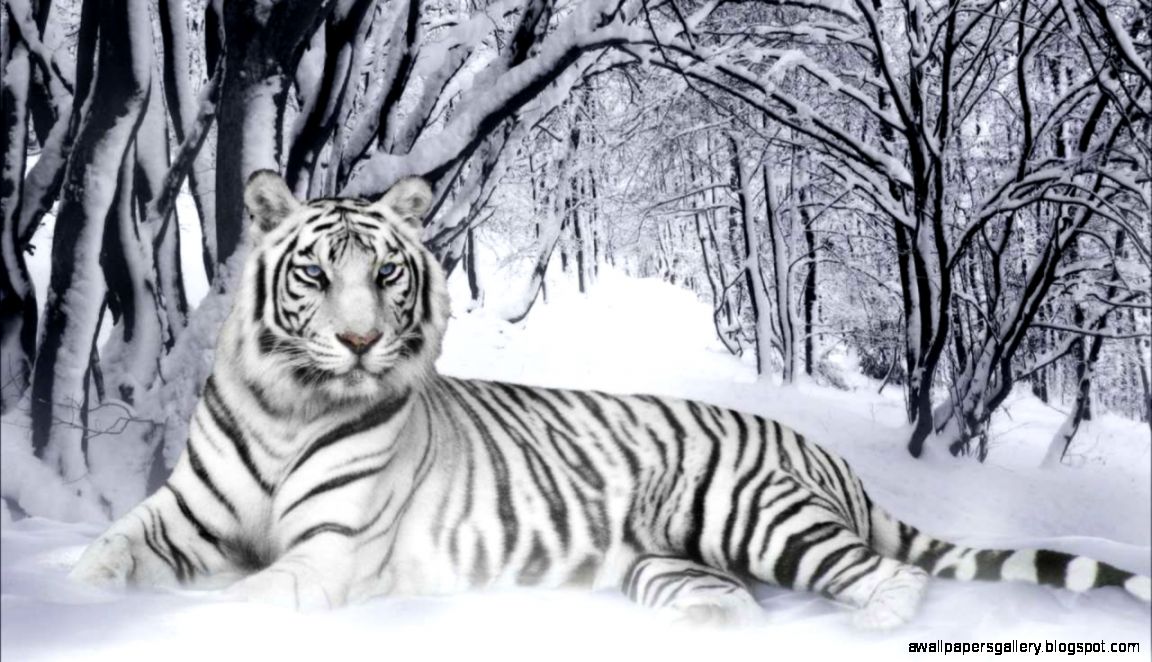 Cute and Sweet Tiger Cubs Background HD Wallpapers Pictures Cute and Sweet Tiger Cubs Background HD Wallpapers Pictures