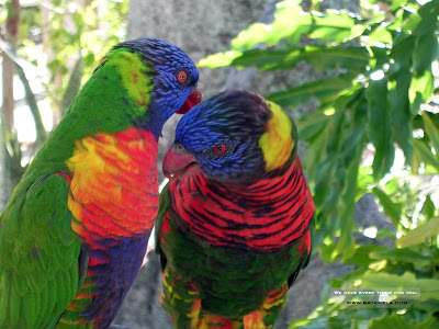 Beautiful%20Birds%20Wallpaper%20for%20desktop%20Free