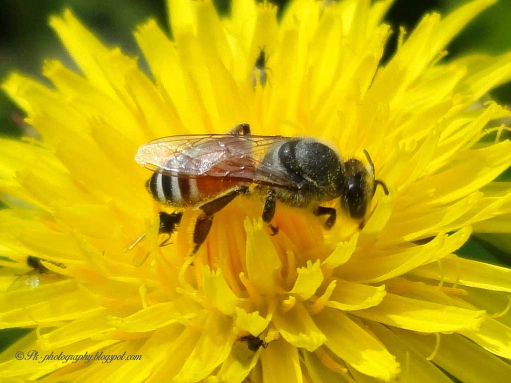 Red Dwarf Honey BeeApis florea Nature, Cultural, and Travel