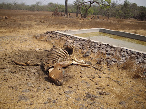 "VULTURE RESTAURANT":- Notice the skeletal remains of cattle.
