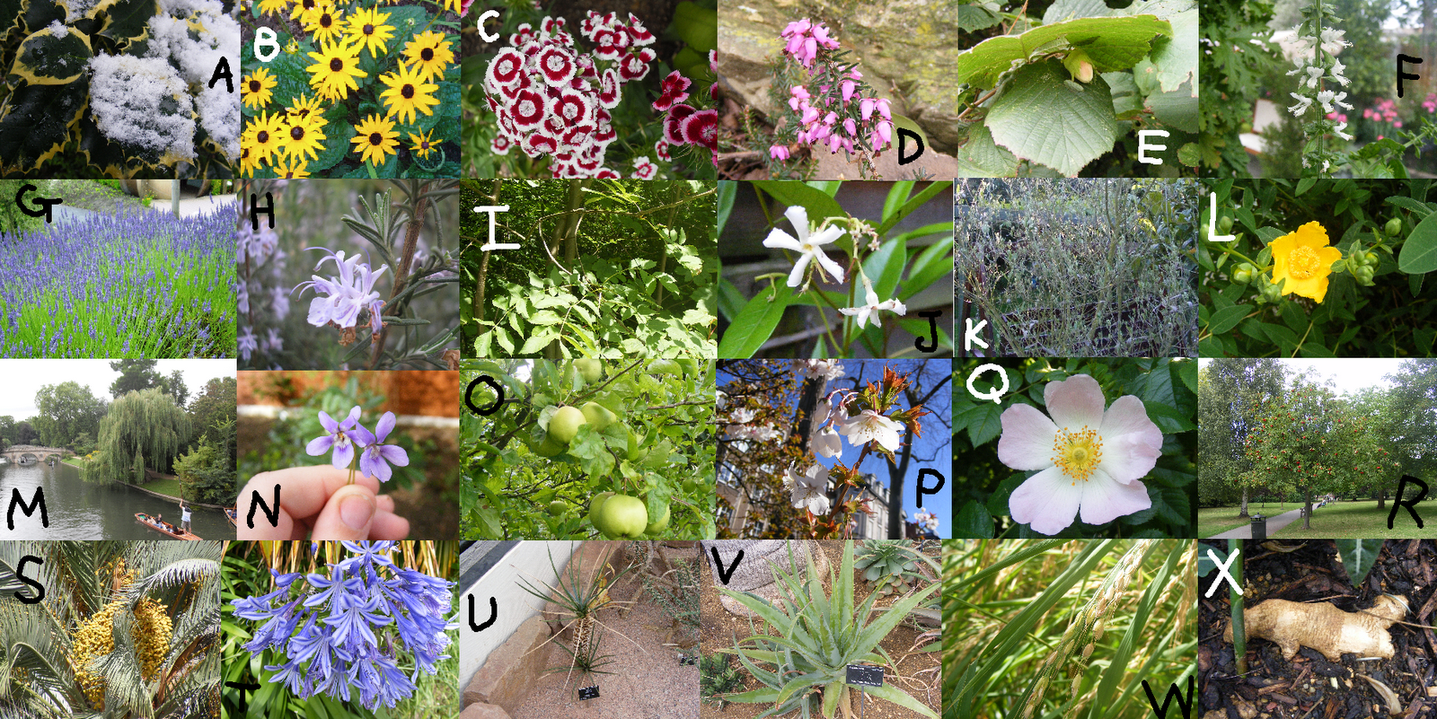 The Disillusioned Taxonomist Celebrity Plant Quiz