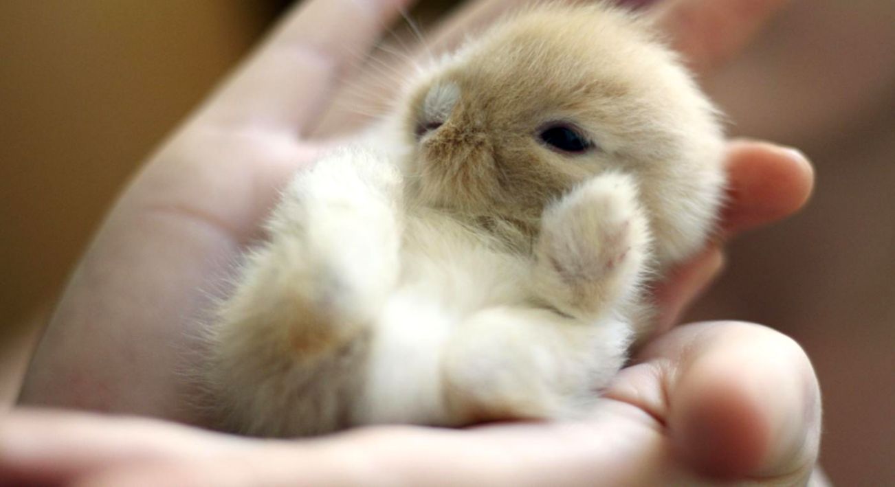 How long do baby rabbits stay with their mother