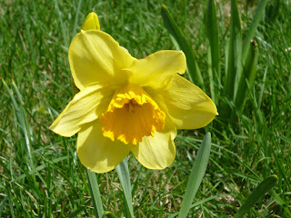 I had 8 daffodils bloom this Spring for the 1st time.