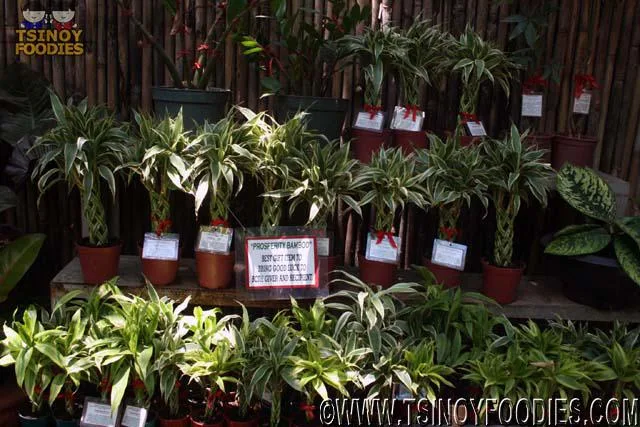 hidden garden vigan ilocos sur hidden garden vigan ilocos sur