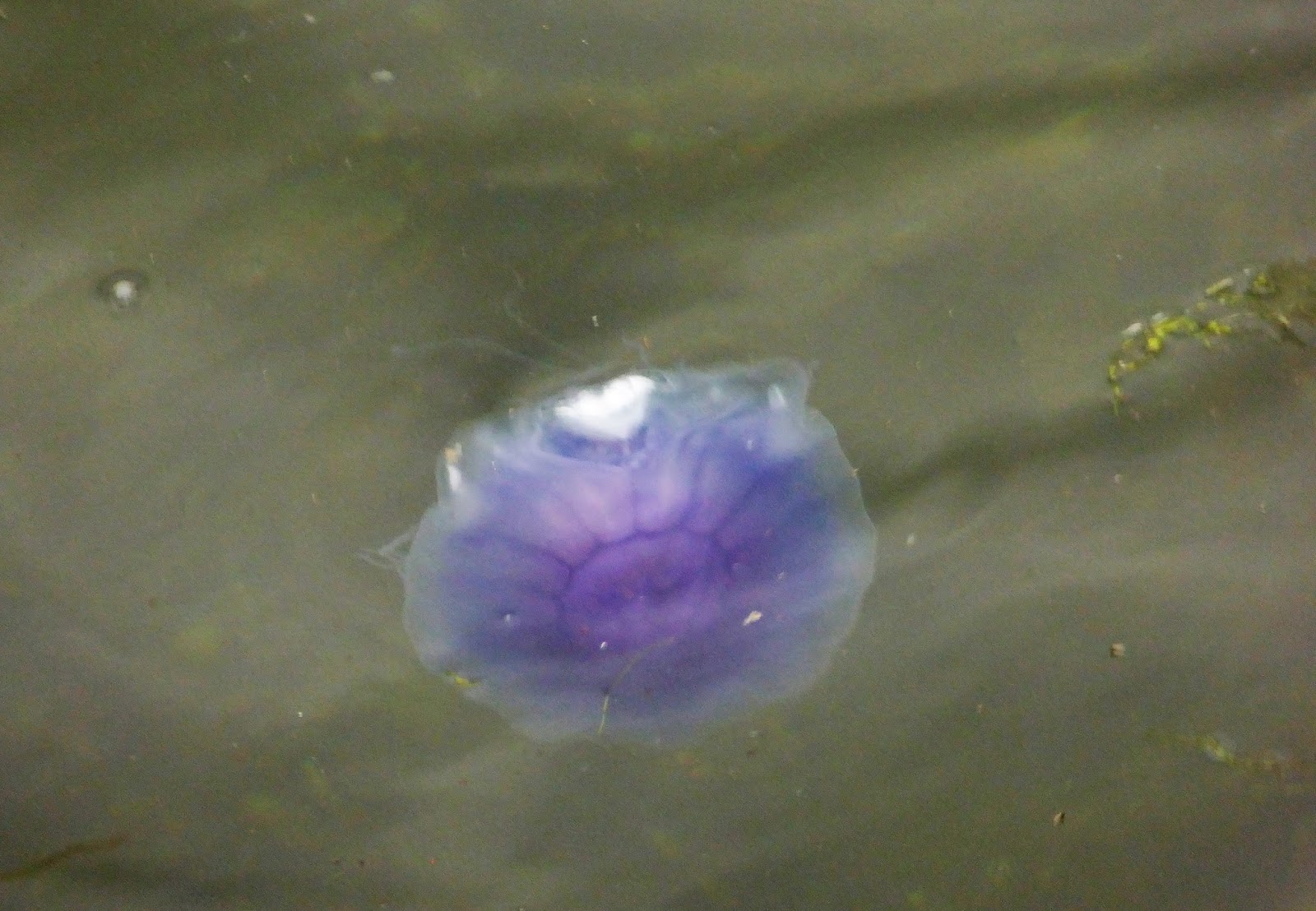Wild and Wonderful Scottish Jellyfish Sightings 2015