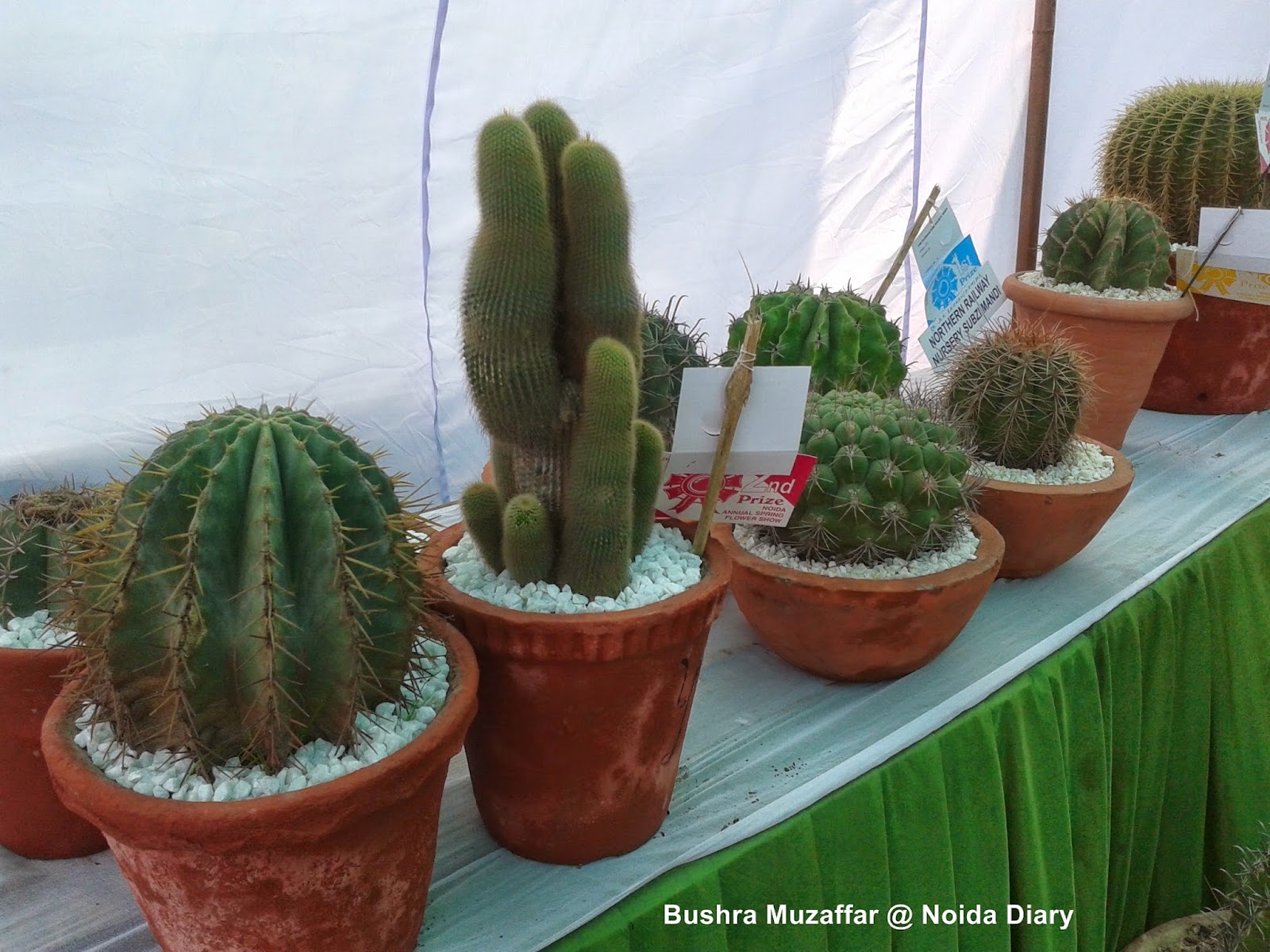 Cacti and Succulents at Noida Flower Show 2014 Cacti and Succulents at Noida Flower Show 2014