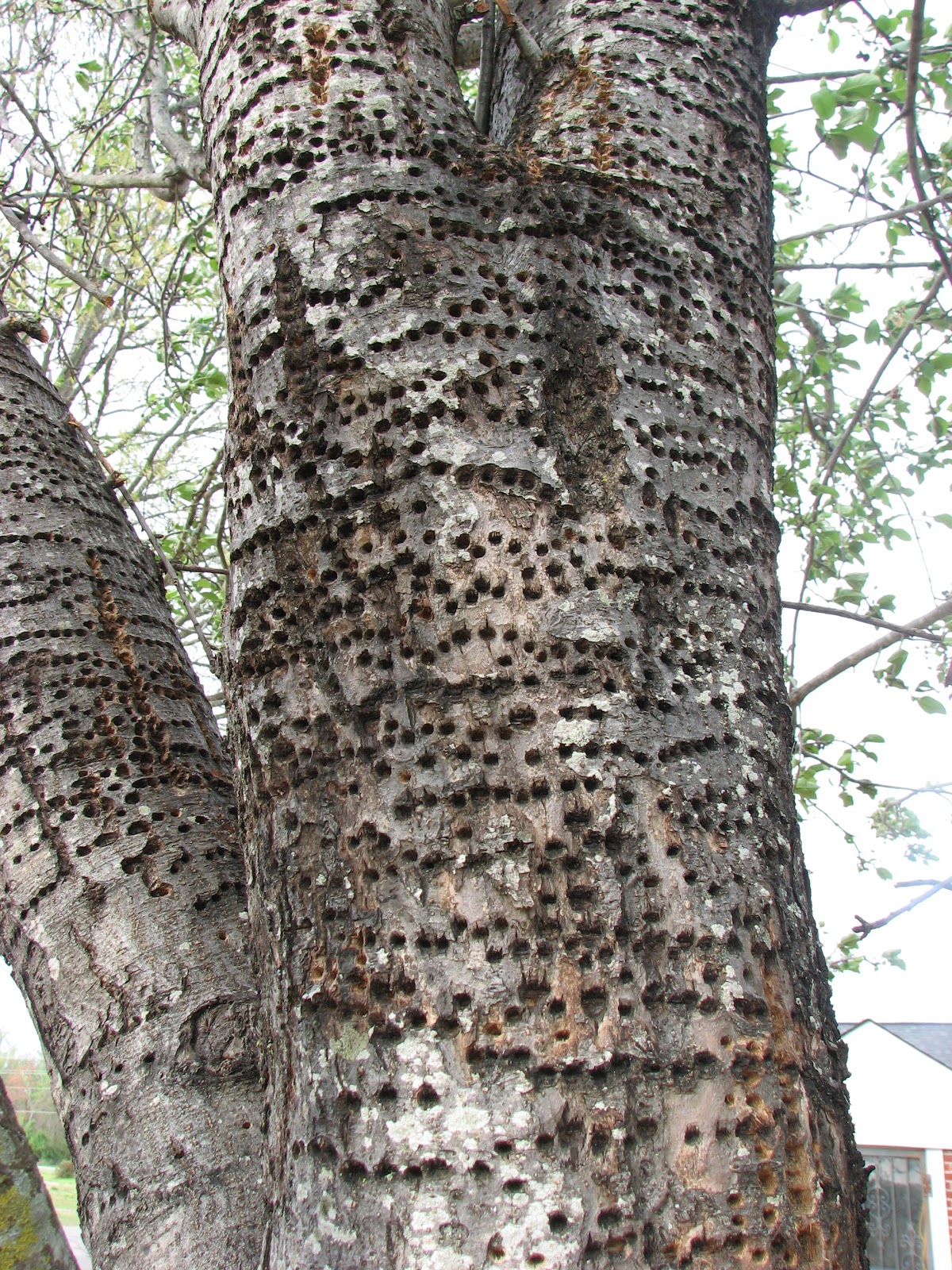 Tonya By Extension May 2012