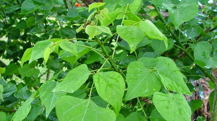 Image result for kalyana murungai leaves