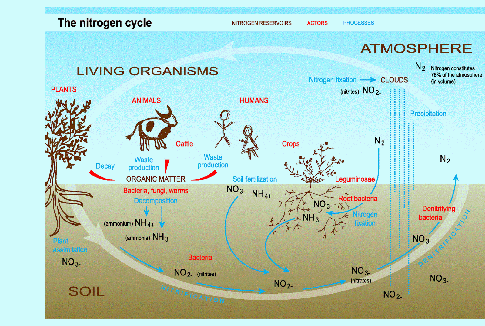 Nitrogen Cycle Steps Chart