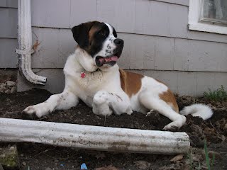 Embrace The Random Saint Bernard Puppy Information