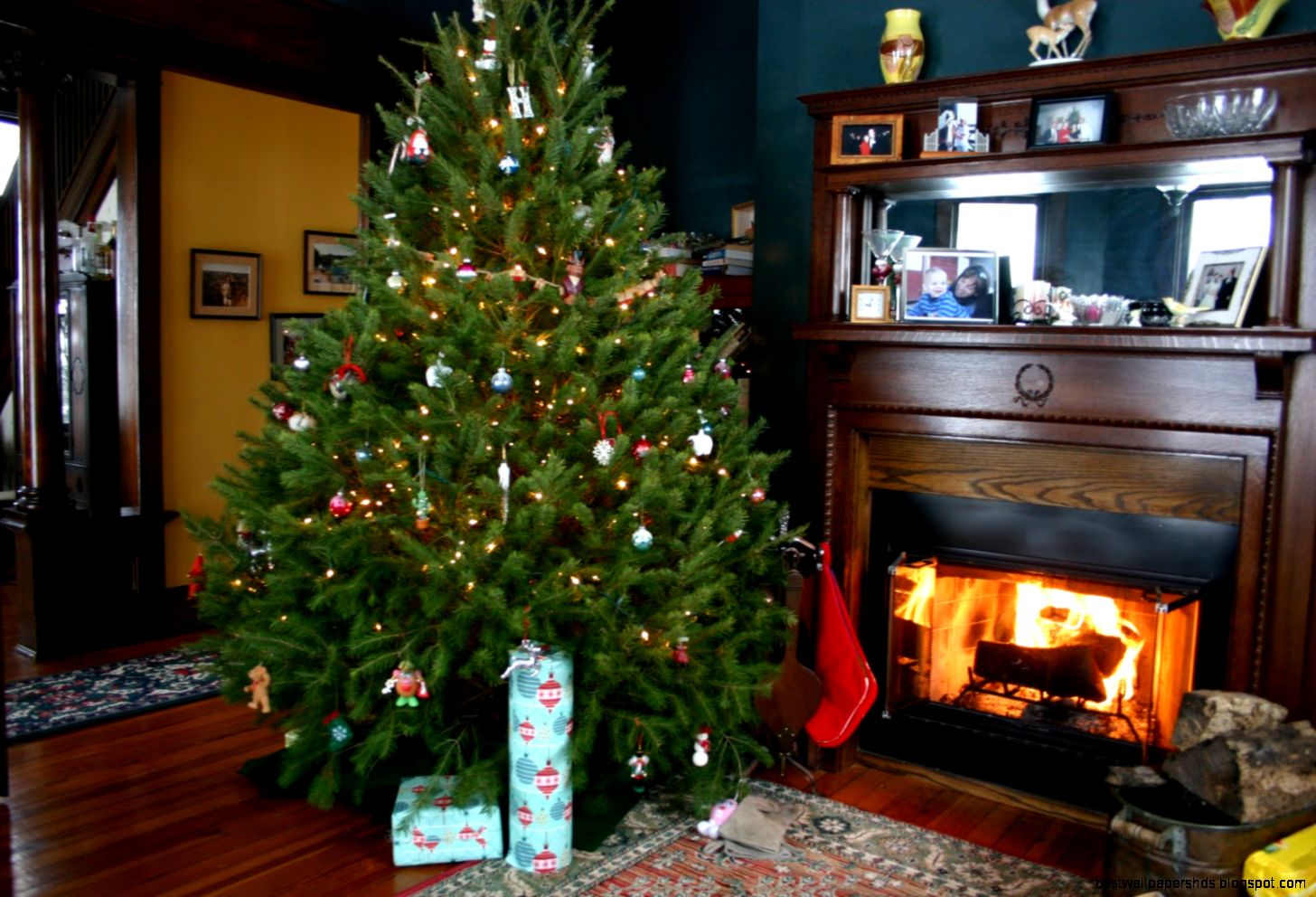 Christmas Tree Houseplant id 16083 Christmas Tree Houseplant id 16083