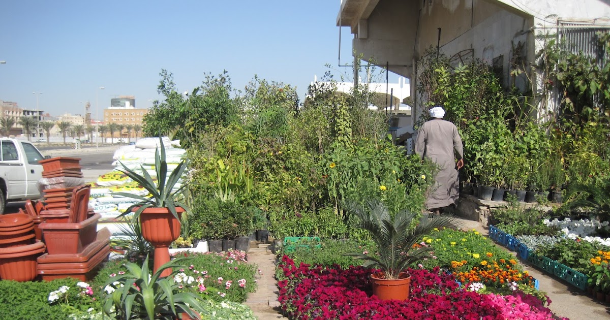 Saudi Scenes Garden Plants