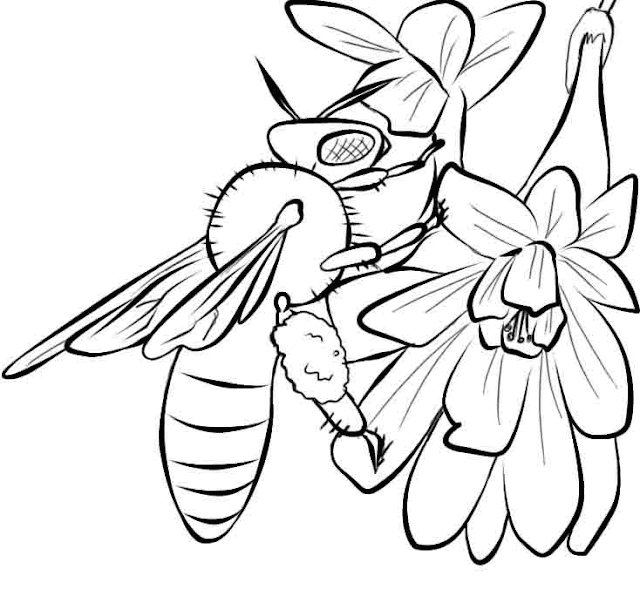 Bee Coloring Pages Bee Coloring Pages