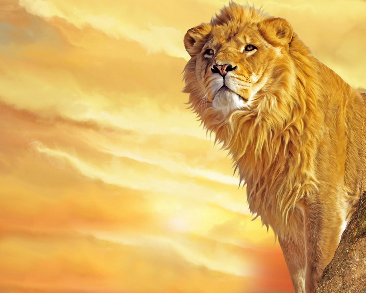 Animals Wallpapers King of the Jungle African Lion HD Wallpapers