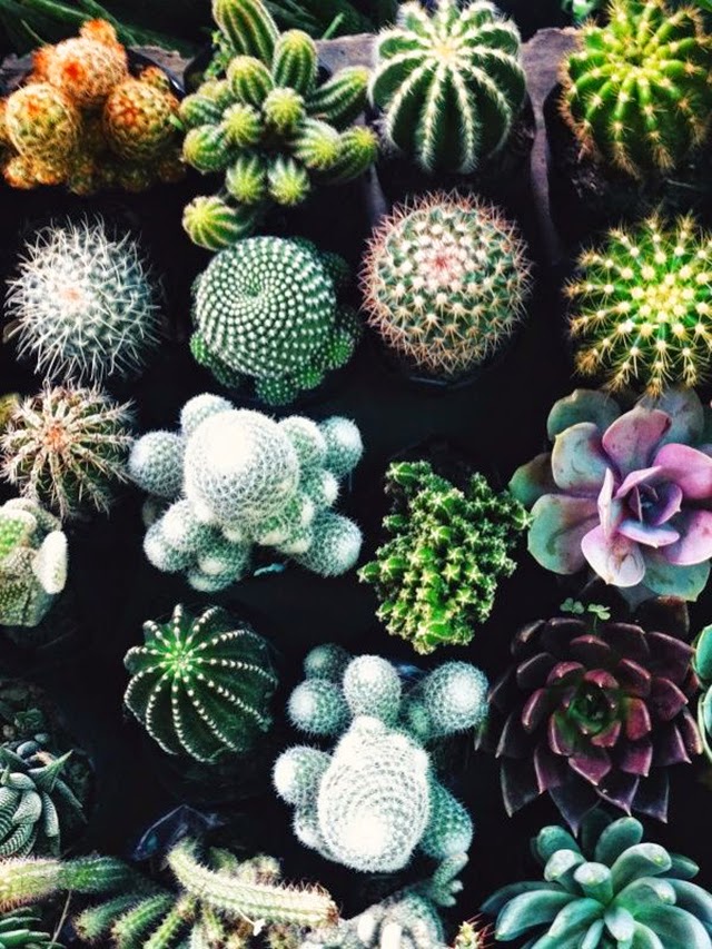 decoración de interiores obsesión cactus hermanas bolena