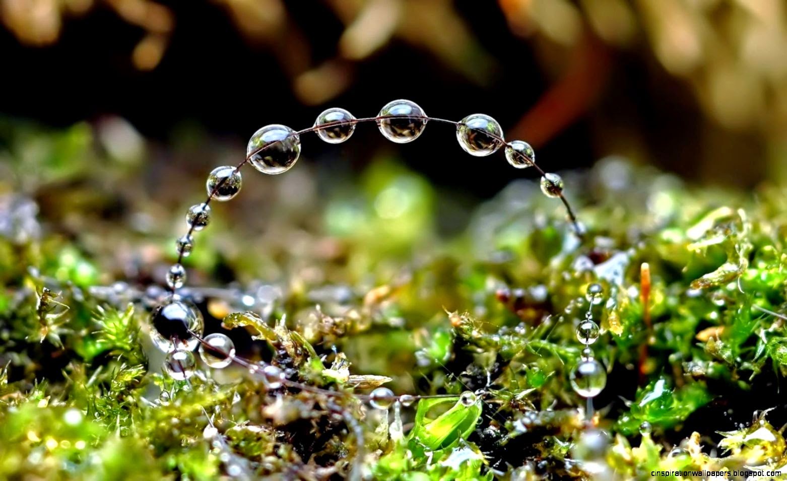 Morning Dew On Flowers Morning Dew On Flowers