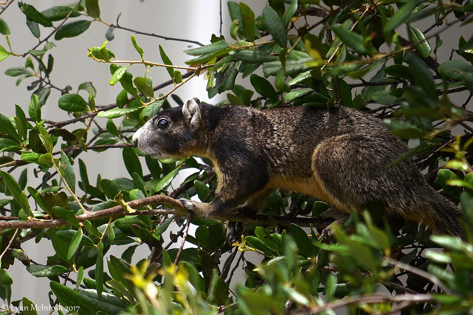 Big Cypress Fox Squirrel