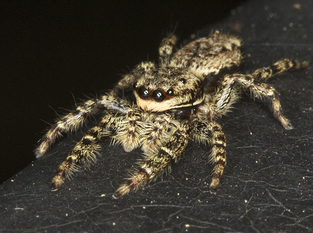 Jumping Spider, Marpissa muscosa, on the back balcony rail of my house in Hayes, 24 May 2012.