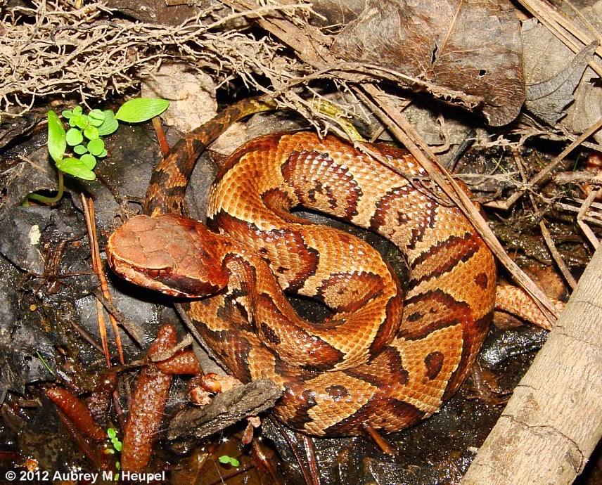 Living Alongside Wildlife 5 Ways How to Tell the Difference Between