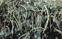 blackeye peas