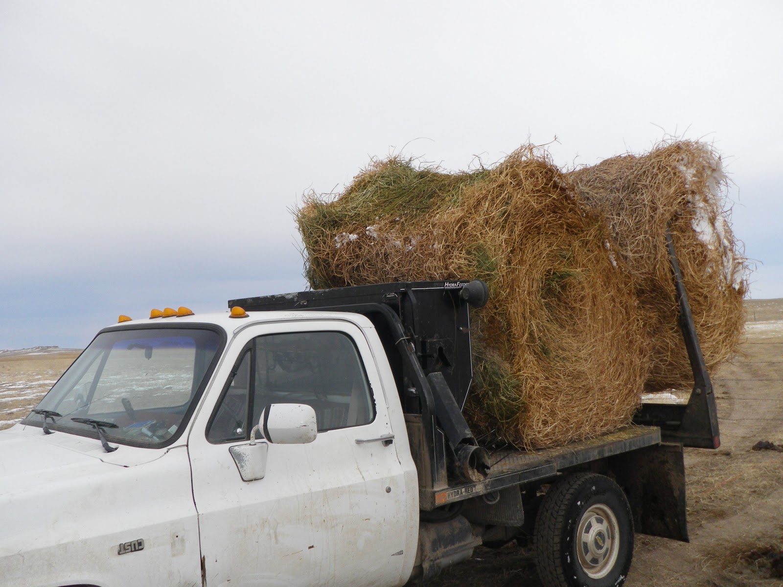Jake's Ramblings Cake Feeder