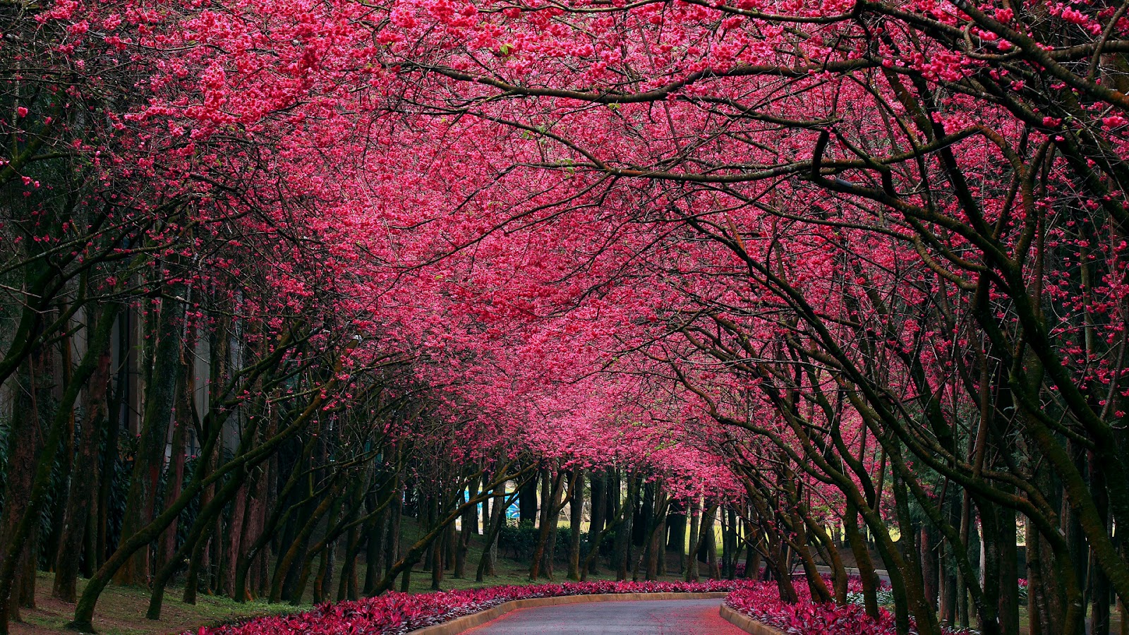 Beautiful Red Tree Wallpaper High Quality Images