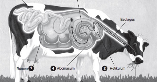 Saluran Sistem Pencernaan Hewan Ruminansia Dan Gambarnya