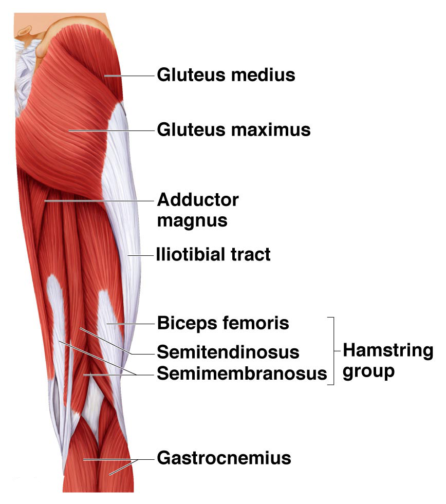 muscles of the leg hamstring