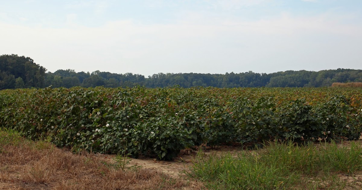 Southern Lagniappe The Joys of a Cotton Patch
