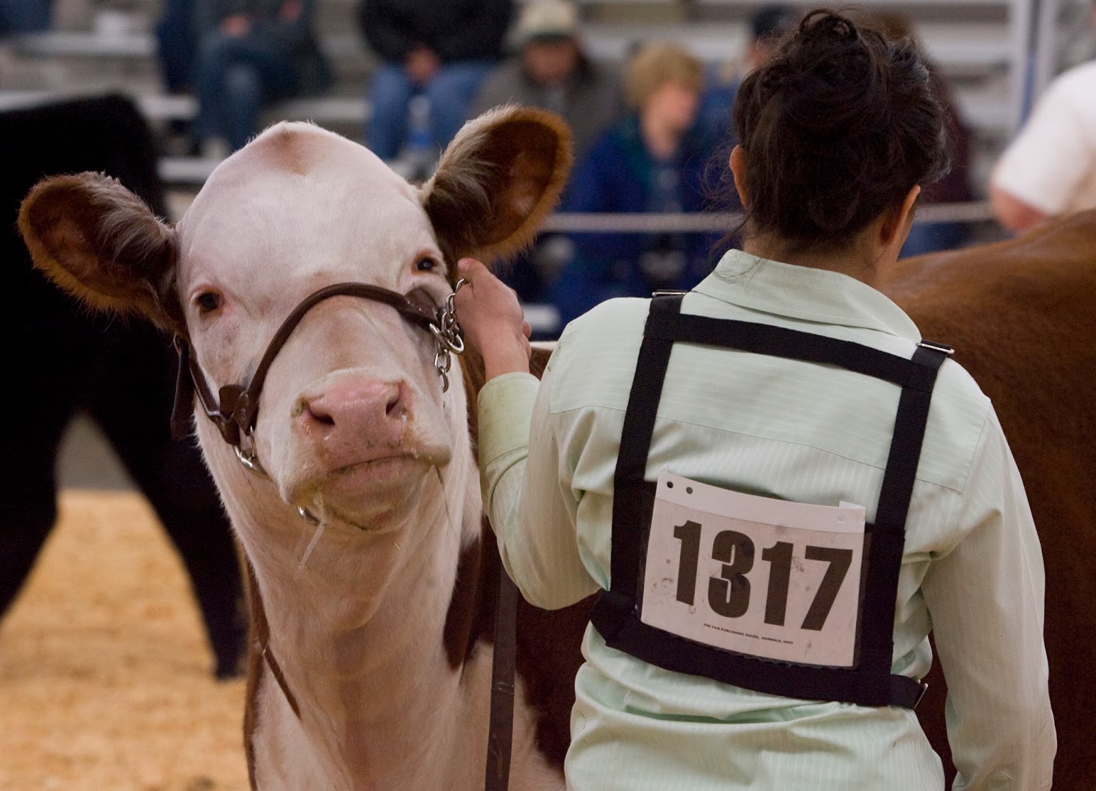 Cow palace rodeo coupons