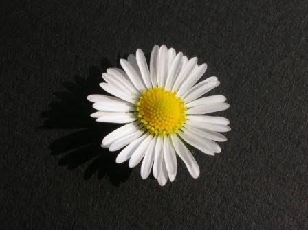 daisy glass flower jar shpangle jewellery