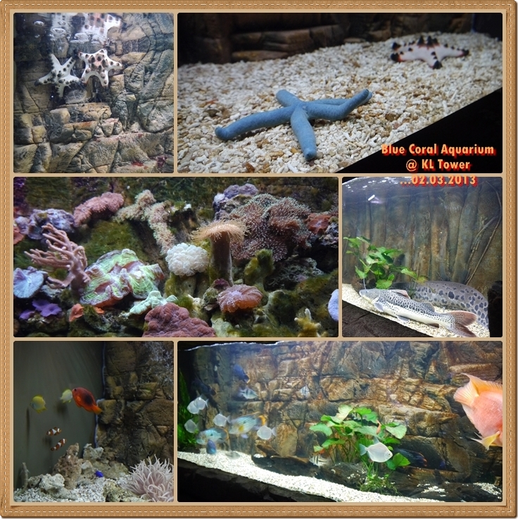  ShinY's Life Blue Coral Aquarium KL Tower