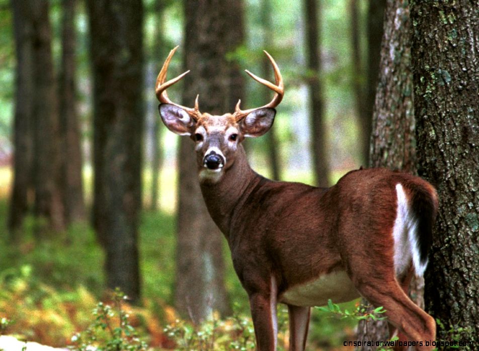 Big Buck Whitetail Deer Big Buck Whitetail Deer