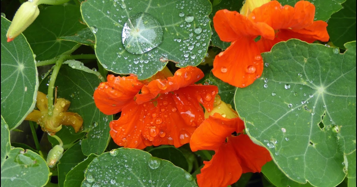 Wild and Wonderful Nasturtiums at Last!