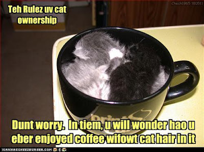 coffe cup cat hair