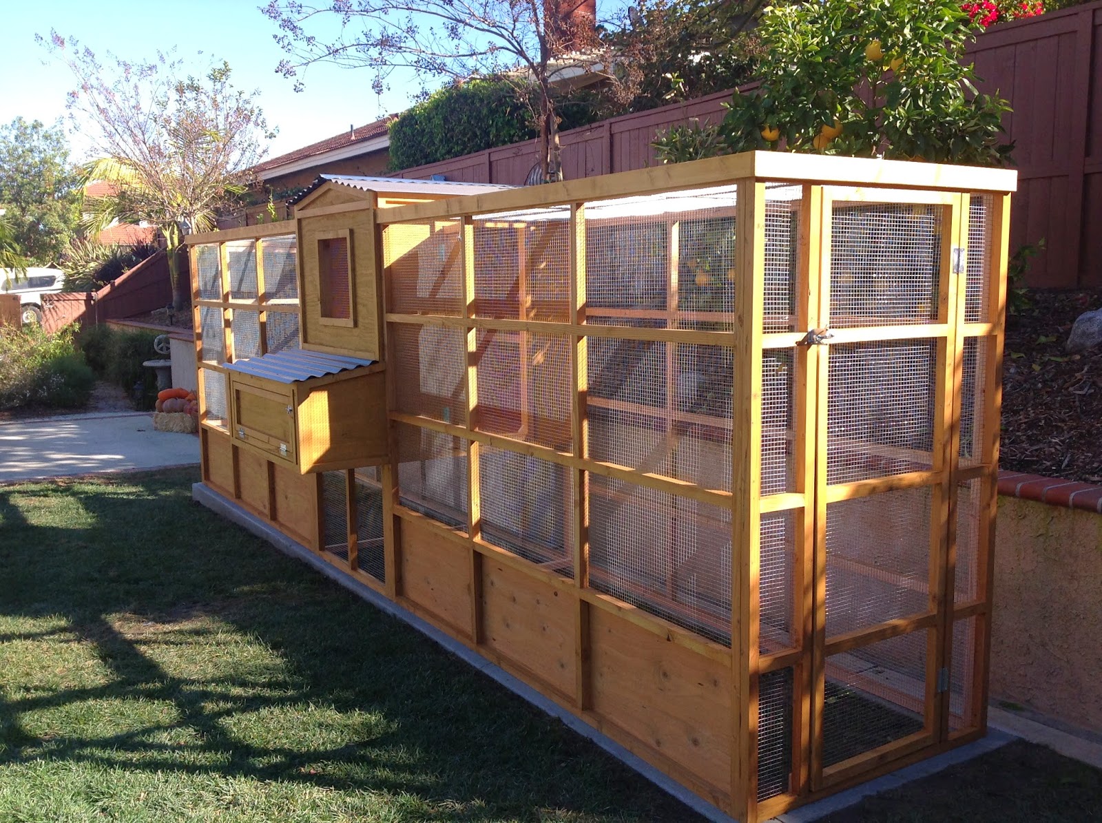 IB Crazy Coops Center of Attention Custom Backyard Chicken Coop