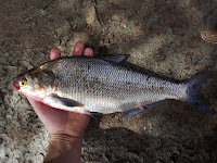 [Image: Cat+and+shad+fishing+048.JPG]