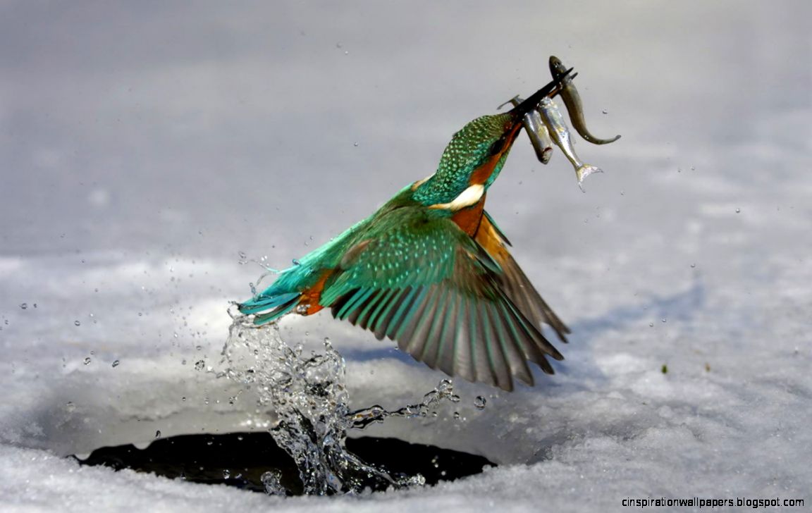 android myspace Free HD wallpaper for android tablet fans android myspace Free HD wallpaper for android tablet fans