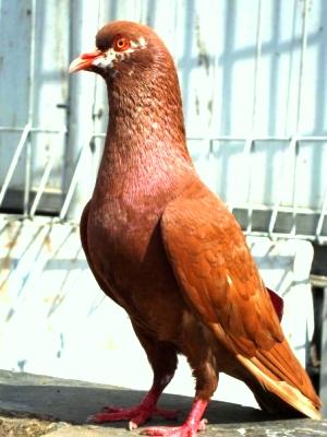 Catatanku Tips Memilih Doro Merpati