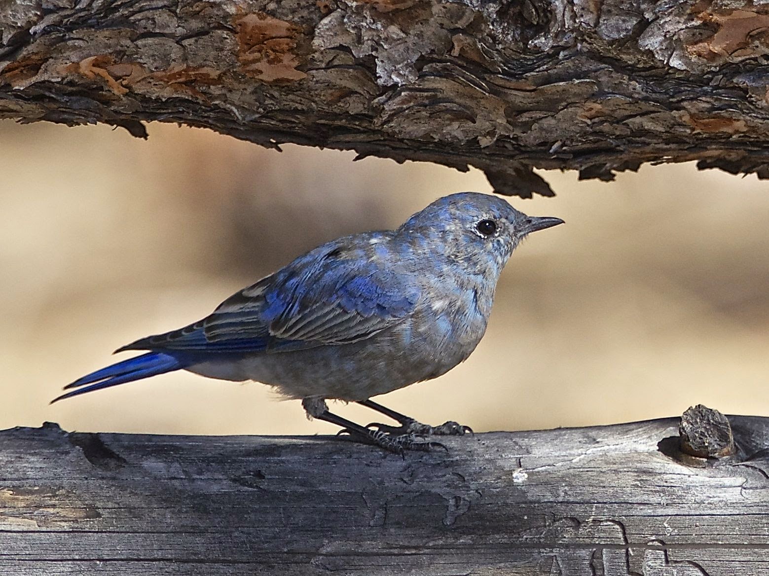 avithera some northern california birds avithera some northern california birds